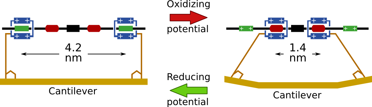 Function of the molecular actuator